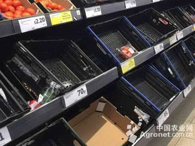 藜蒿與茼蒿的區(qū)別 食用農(nóng)產(chǎn)品視角